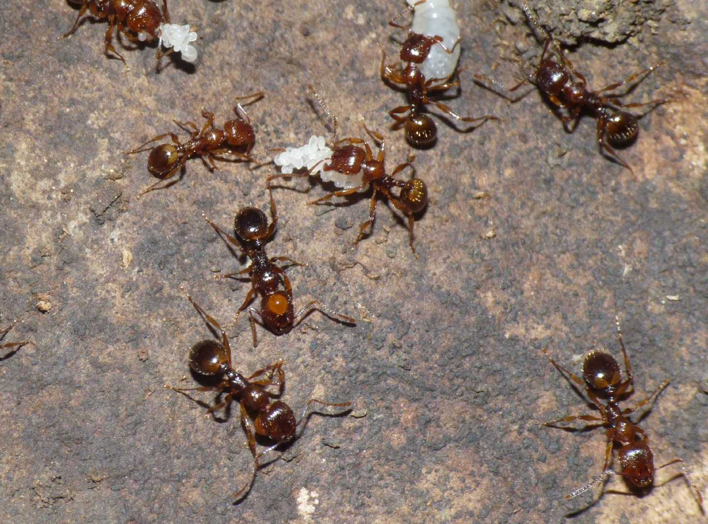 Formiche (Myrmica sp.) parassitate da acari